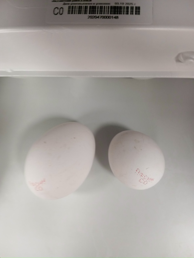 Добрый вечер! С удивлением обнаружила в упаковке яиц к?...