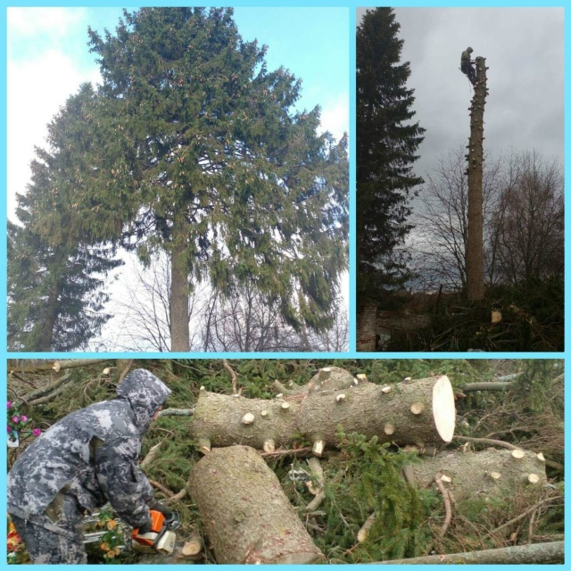 СПИЛИМ ЛЮБОЕ ДЕРЕВО (рядом с домами, проводами, заборам...