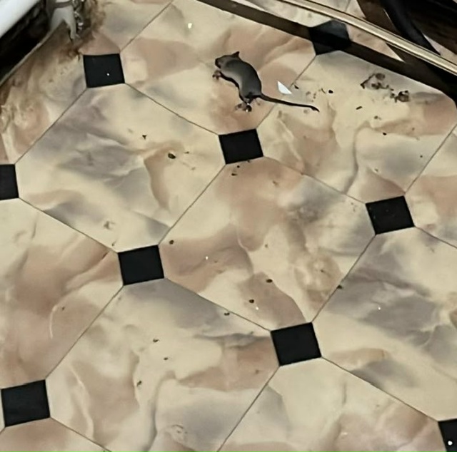 Авиационная 27 завелись в доме мыши , обращались в управ...