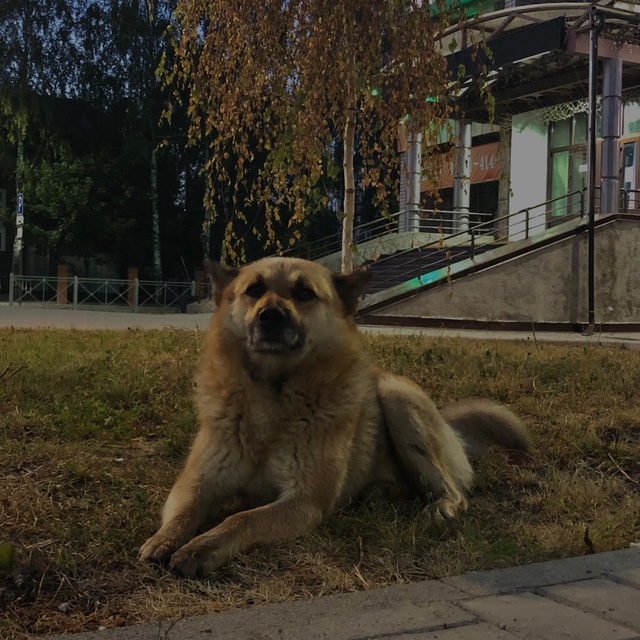 Замечали этого пёсика в центре? Каждый день мне на глаз...