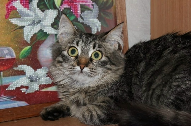 На дачах уже по холоду спасли котят подростков, сейчас...