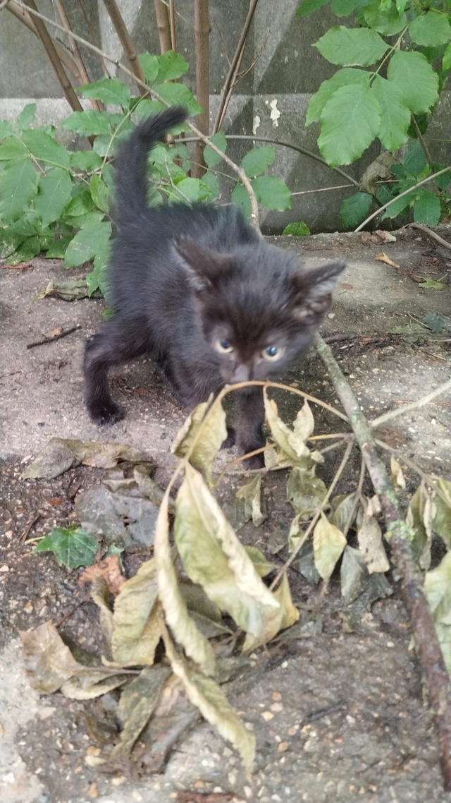 Возле гаражей на ул. Бочарова я нашёл котёнка. Либо он у...