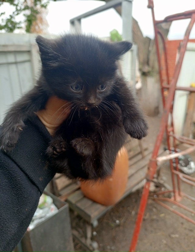 Отдам котят от умной и хорошей кошечки мышеловки. Котя?...