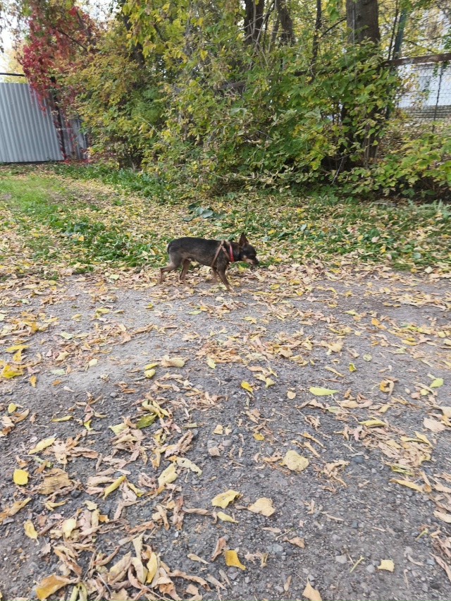 Не по теме, чей пёсель не первый день бегает в районе ли...
