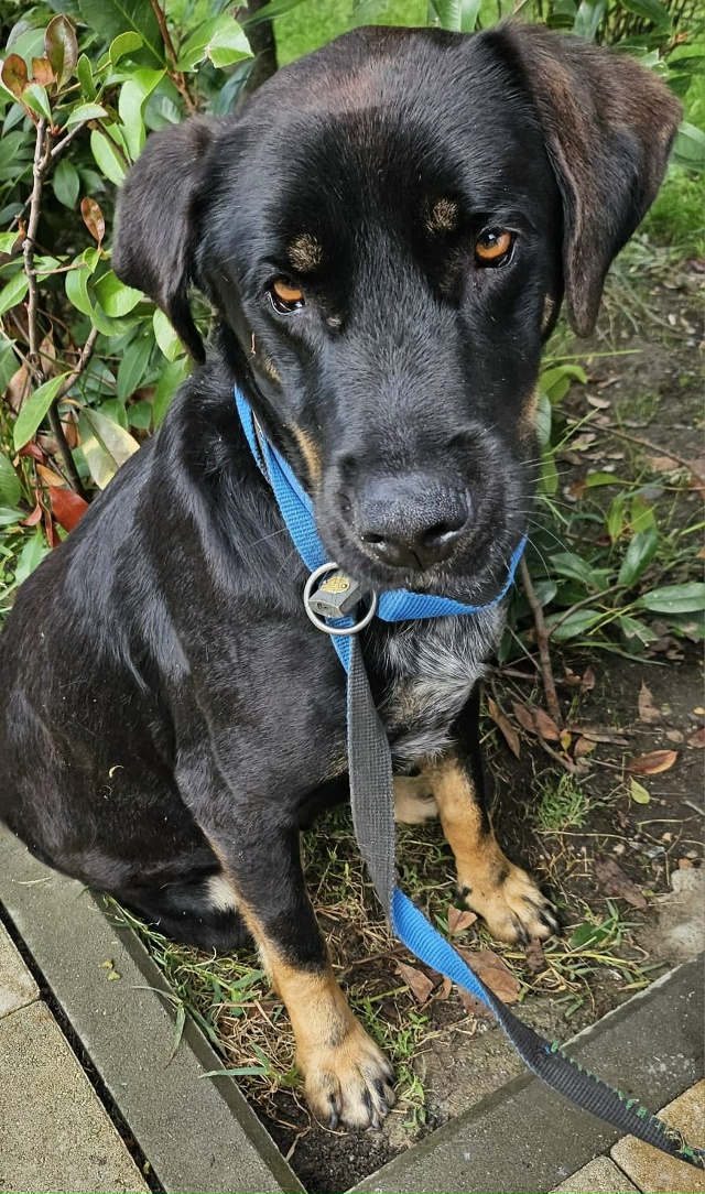 Одного встретили на трассе без уха.Эти глаза .Такой был...