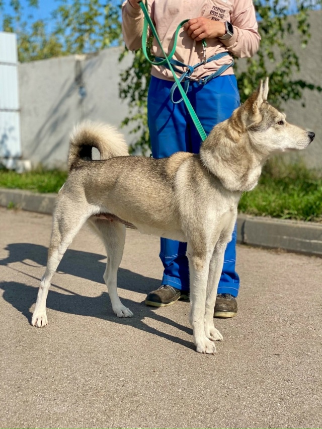 🆘🆘🆘 КАРИ ЗАПАДНО-СИБИРСКАЯ ЛАЙКА
ВОЗМОЖНО ОНА ПОТЕ?...