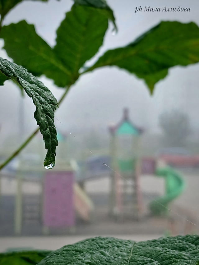 Утро туманное...🌫Всем хорошего дня и отличного настро?...