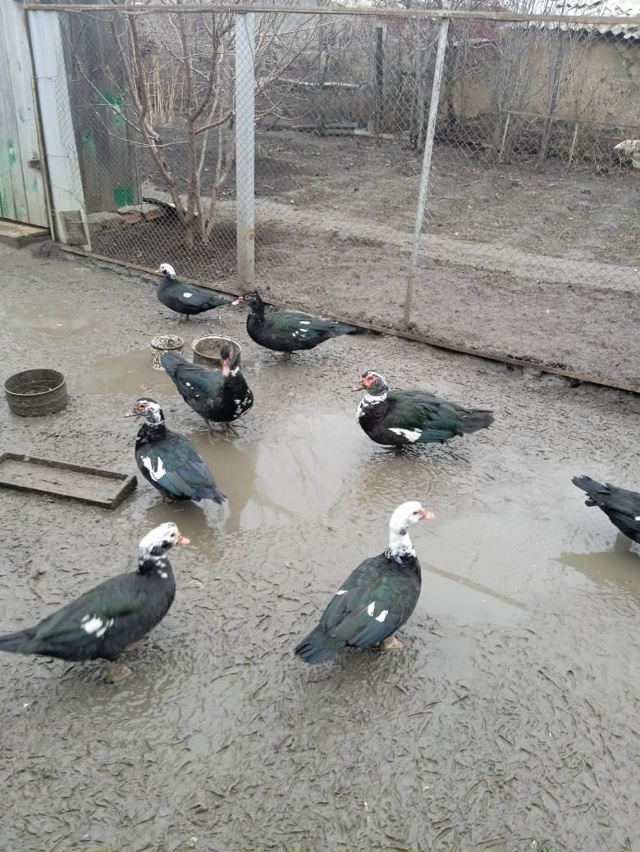 Анонимно. Продам молодых индоуток. В наличии селезни и ...