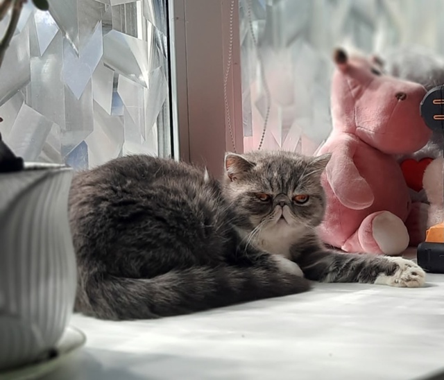 Пропала кошечка. Была на самовыгуле: г. Руза, ул. Дружбы....