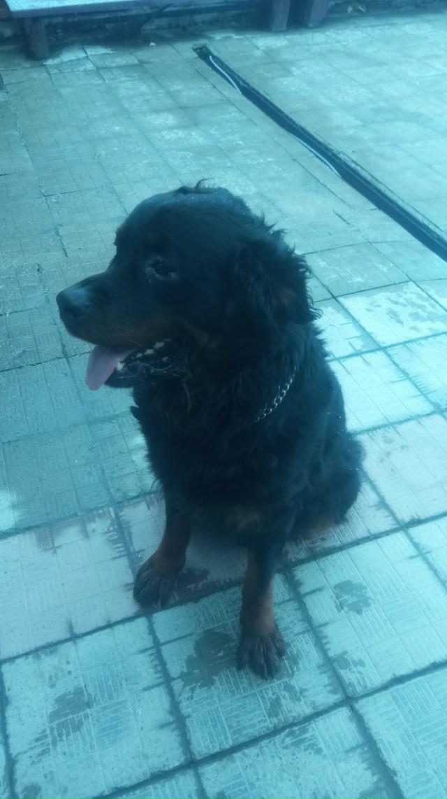 К бани пришла собака чья потеряшка,, Буксирная 6,,,,,, Бан...