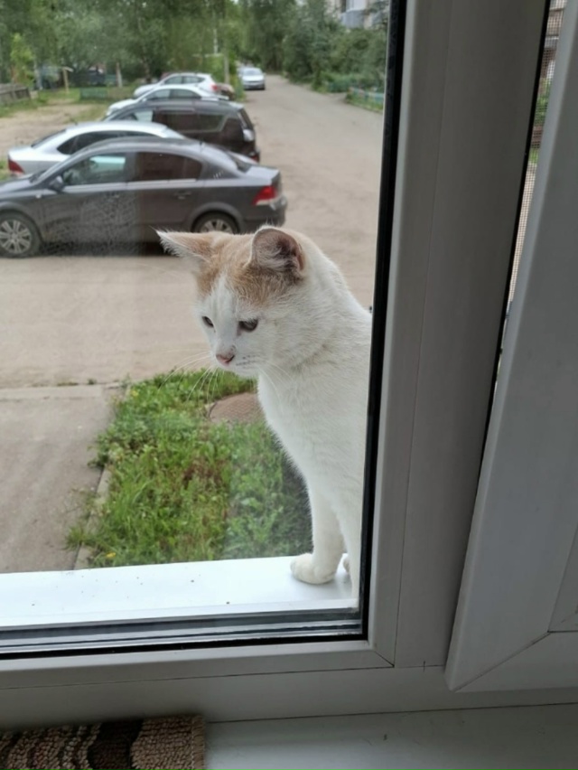 Пропал кот, прошло 2 дня так домой и не пришел, в районе ?...