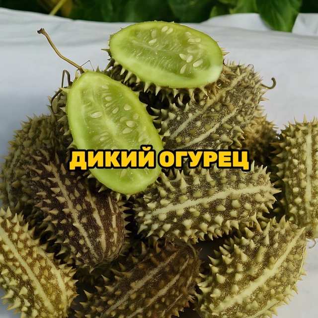 Как музыка выглядела до людей: 🎶
Музыка сегодня: 💿
Д?...