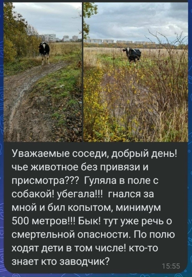 всем собачникам: всегда найдётся рыба покрупнее