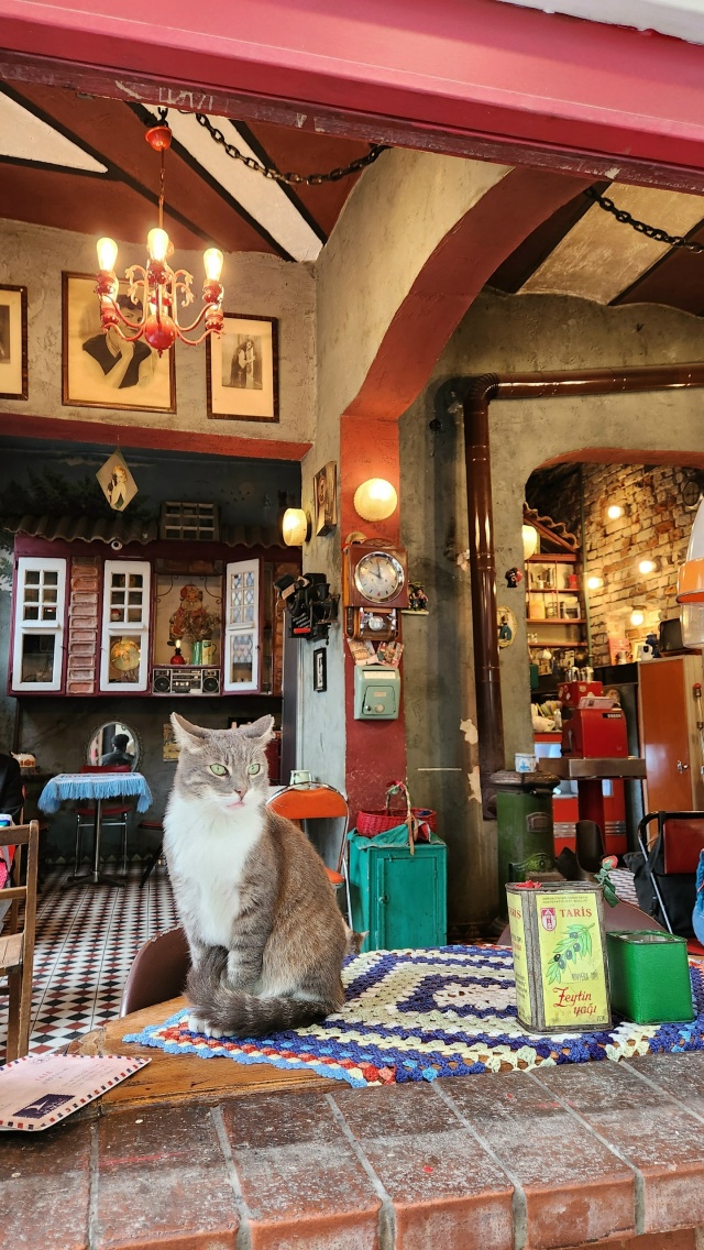 Котики Стамбула