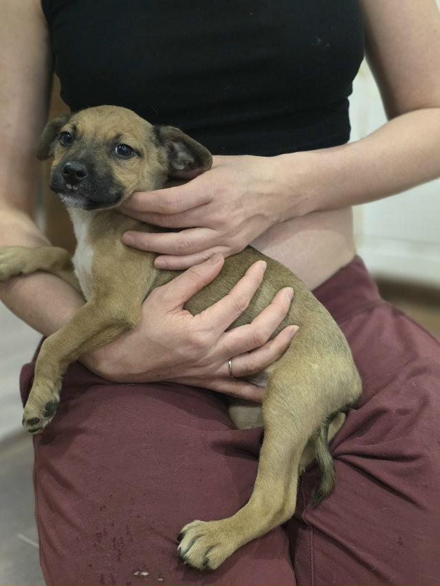 Малышка ищет дом.
На выходных малышей -5 щенков выброси?...