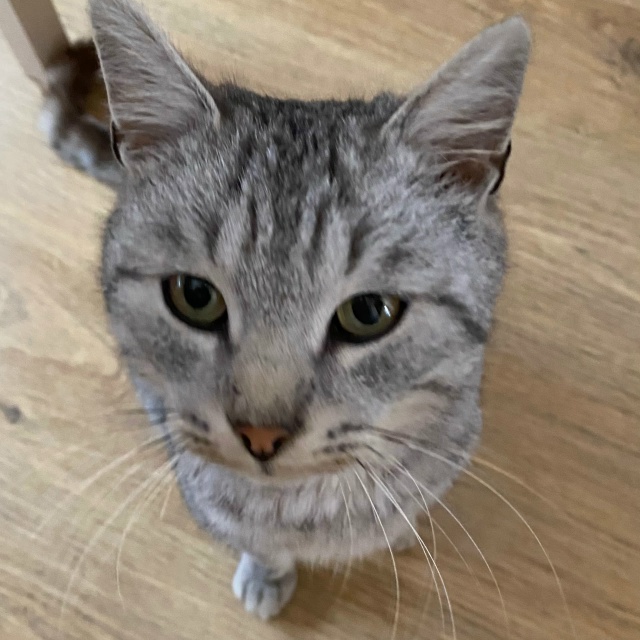 Здравствуйте, котик в добрые руки. Желательно в частны?...