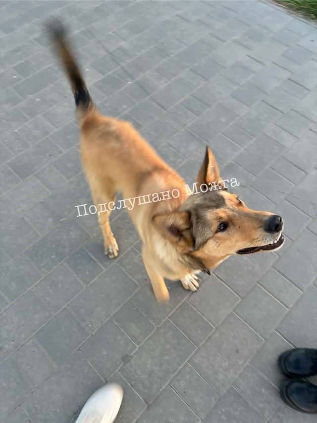 ‼️ Собака в центре
Голодная, пристает к прохожим и пр?...