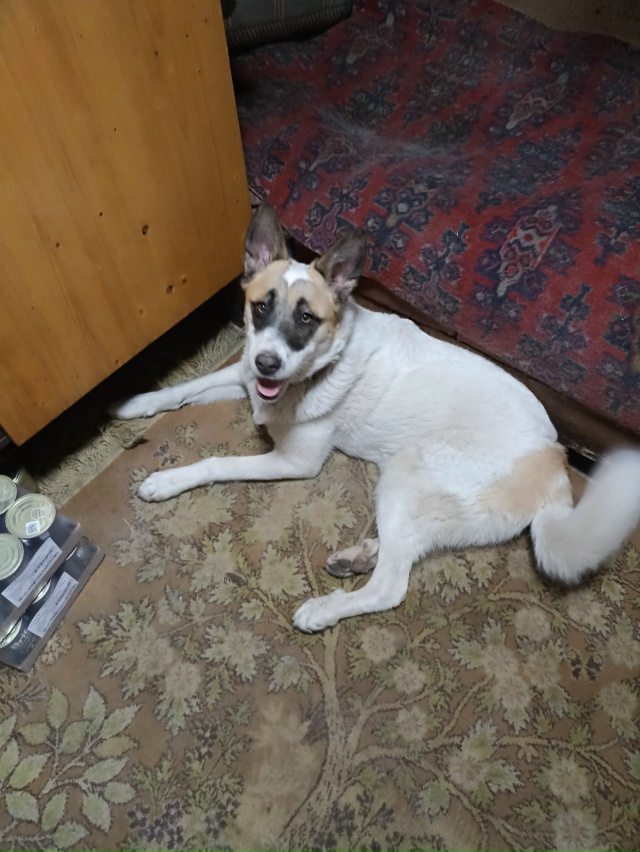 Щенки в добрые руки. Девочки стерилизованы!!!
Девочки н...