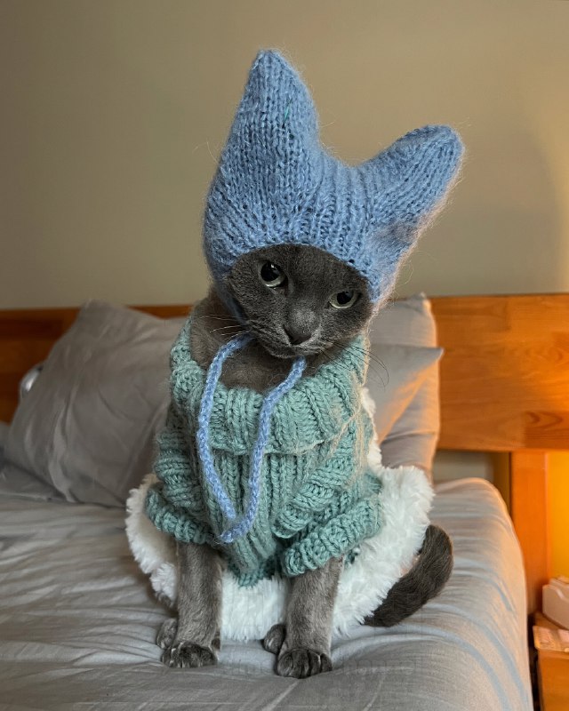 У любителей кошек новый тренд — вязаные шапочки для питомцев
Хозяева делают шапки с ушками, чтобы к