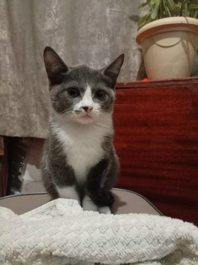 СРОЧНО отдаю котят девочка и мальчик кушают все , к лот?...