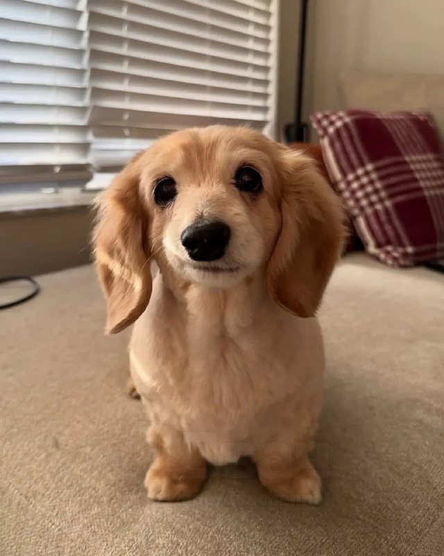 Бася по имени Белла покорила соцсети своей милой улыбкой — один уголок мордочки у неё приподнят, и э