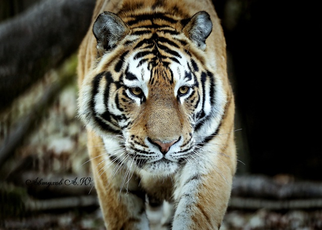 Зима на пороге, а в подмосковном Сафари‑парке — ни нам...