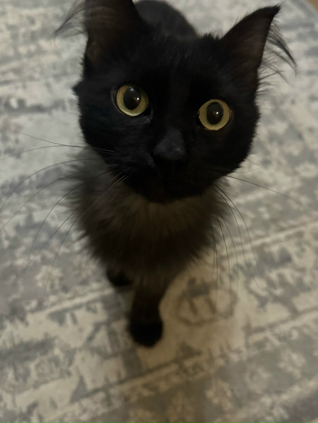 Чья потеряшка?
Мальчик,кастрированный, очень ласковый,...