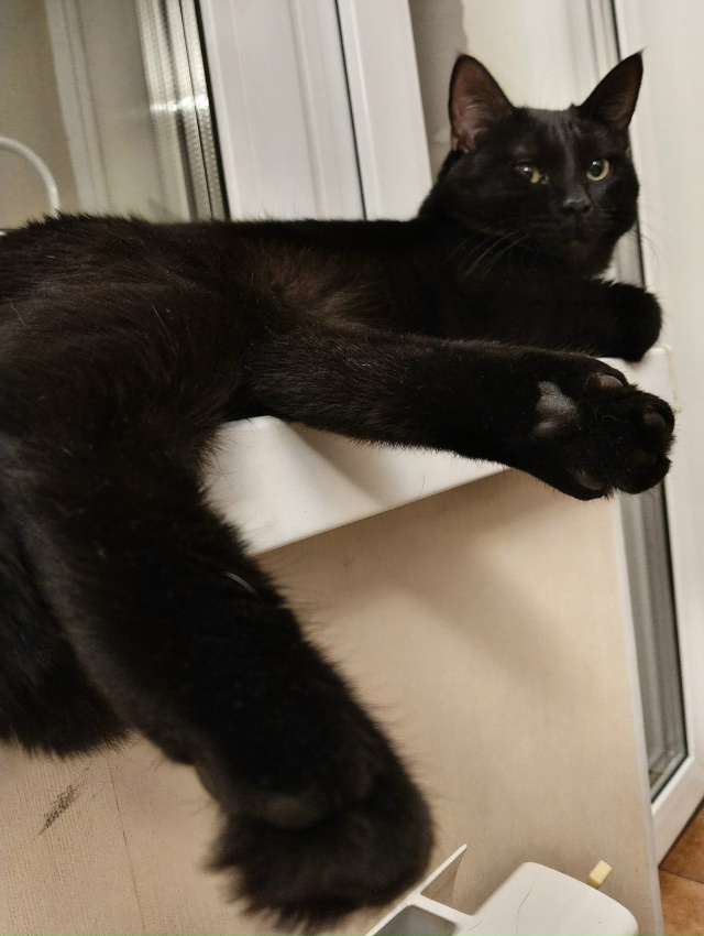 Мои сыны: брюнет Шекель 1 год, блондин Хаим 11 лет.
Днем к...