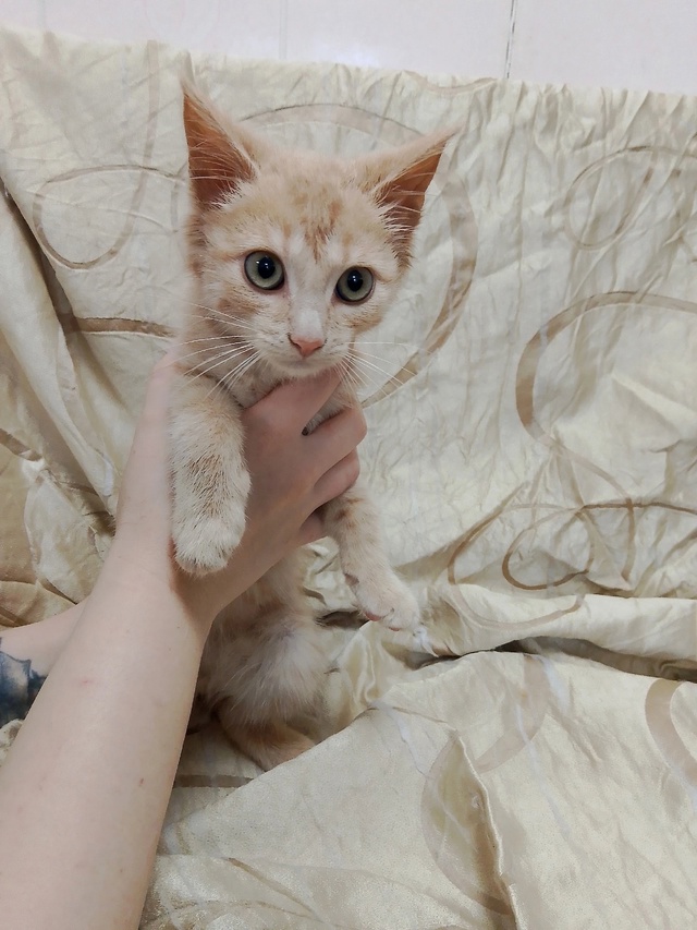 Котята ищут дом
+7 930 841-38-54 Наталья