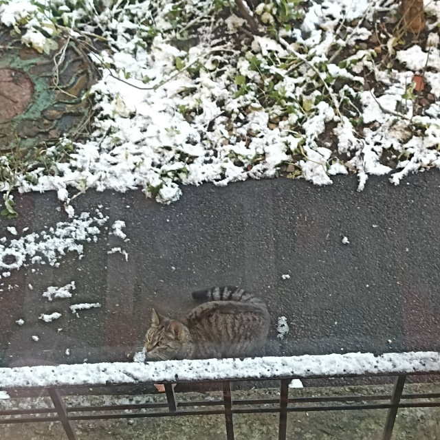 Котик бегает под окнами первого дома на Верхней, без ош...