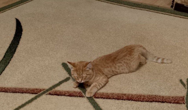 ПРОПАЛ КОТ
Отзывается по кличке «Лёва», маленький коти...