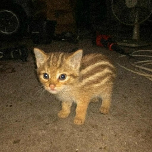 Давайте просто признаем тот факт, что коты прекрасны в ...