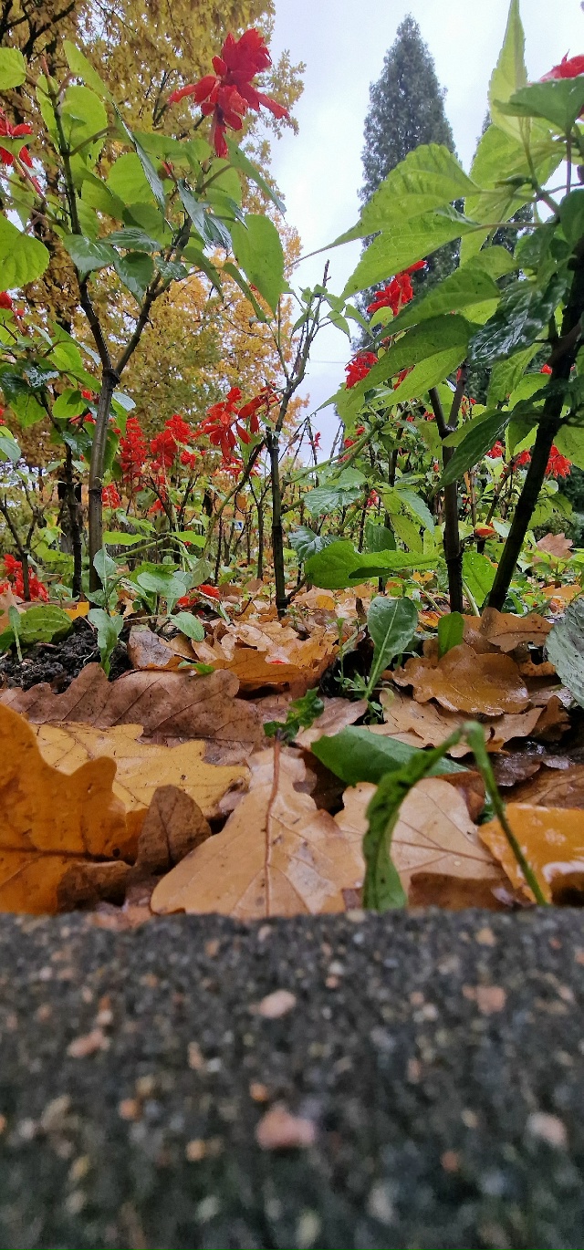 Улыбнись и подумай-какая красивая ОСЕНЬ
Сколько СВЕТА ...