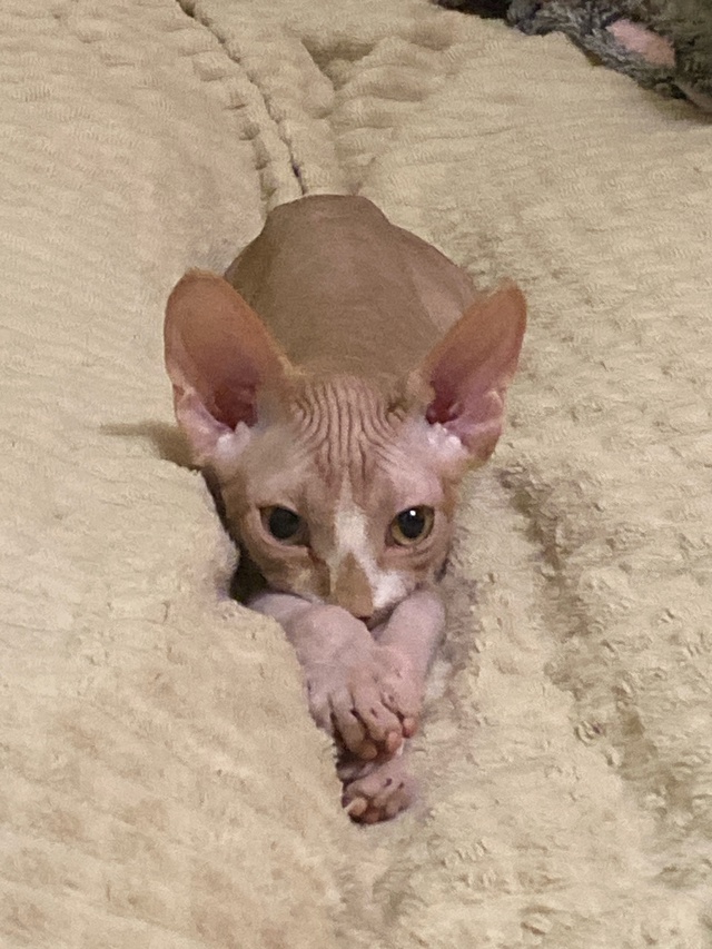 ?Мэджик ✨ Часть 1