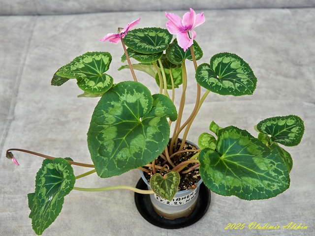 Балконные ))), хвастайте своими )!