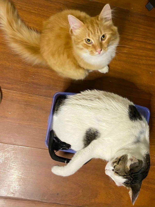 Батон учит Валеру как влезть туда ,куда влезть нельзя)))