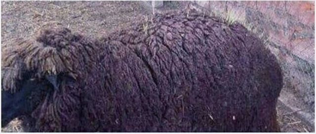 Неделя была дождливой и на моих овцах выросла трава…