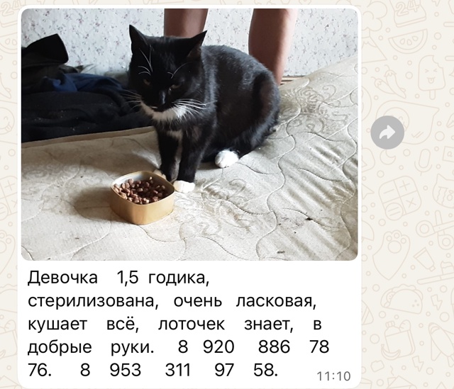 Помогите распространить.
Хозяин кошечки умер , сейчас...