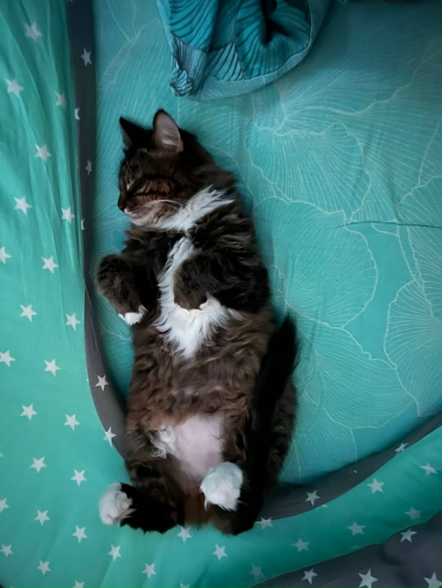 Срочно отдадим кошек, хотим пристроить хотя бы одну. От...