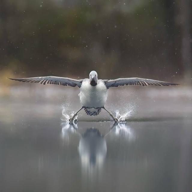 👉Объявлены финалисты конкурса самых смешных фото дик...