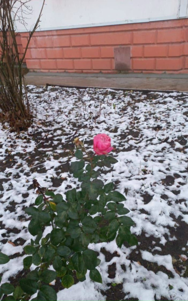 Во дворе одной из многоэтажек на улице Урицкого.