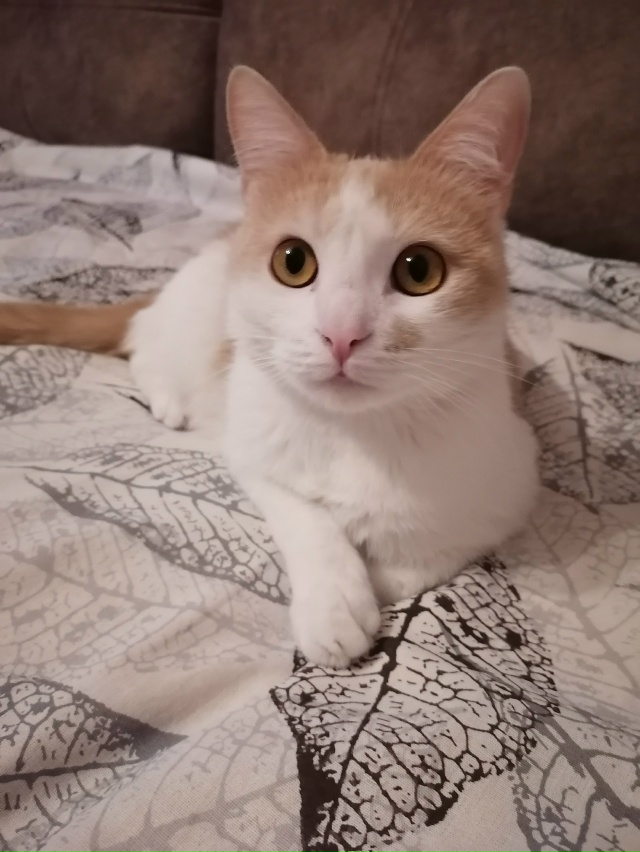 Пулька Сэм Маруся