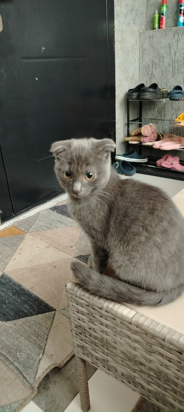 Отдаю в добрые руки, так как одна семья просили оставит...