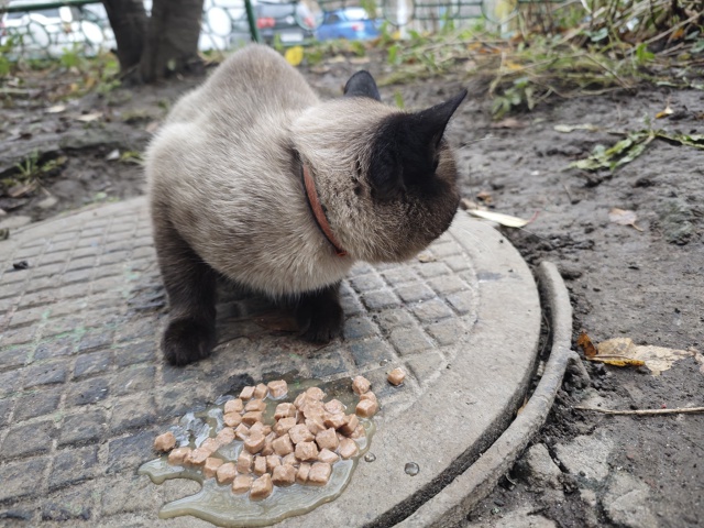 ❗❗❗Здравствуйте. Бегает домашний кот с ошейником, ок?...