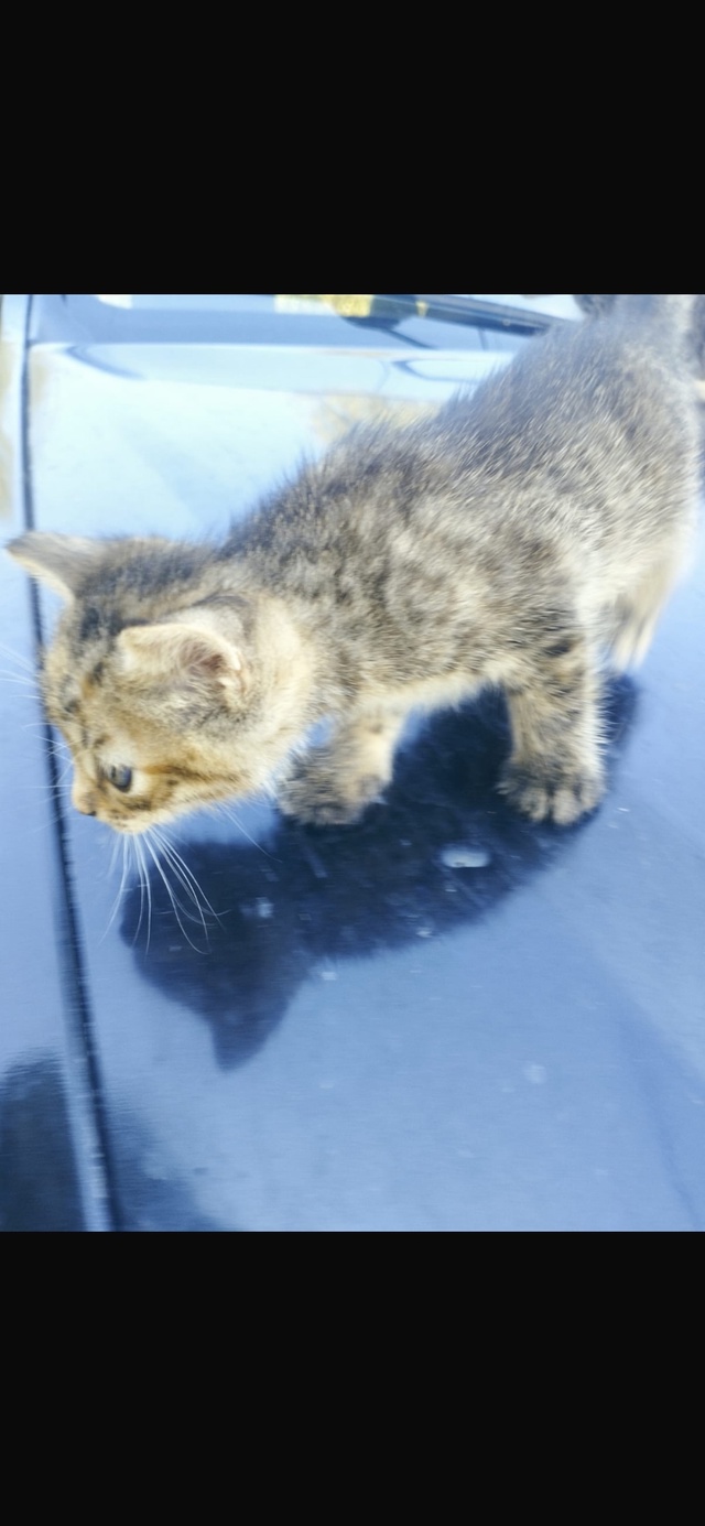 СРОЧНО! Отдам котят в добрые руки!
Котятам 1 месяц. От о?...