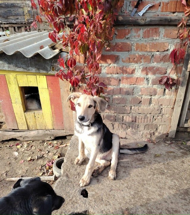 Два замечательных мальчика, Панда и Рон очень ждут сво?...