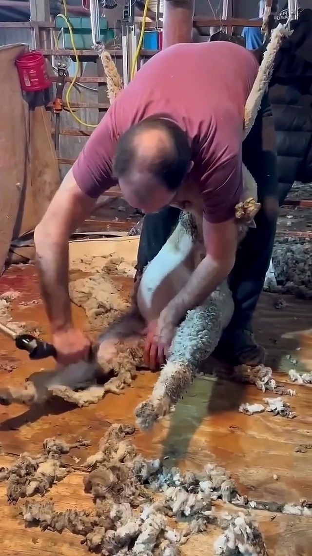 Техника стрижки овец
