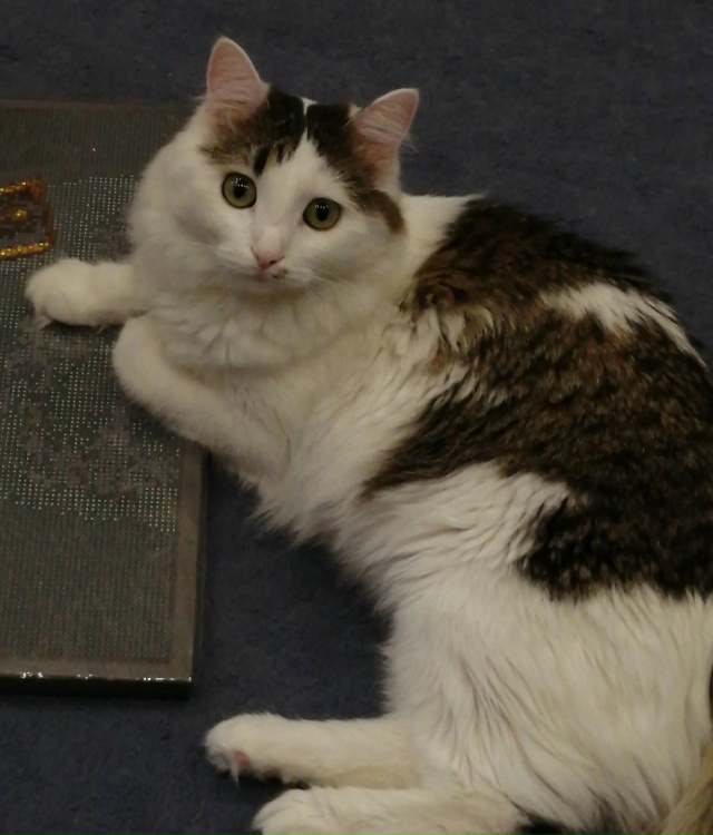 ❗❗ Потерялась кошка ❗❗
Зовут Маруся.
Выпала из окна ?...