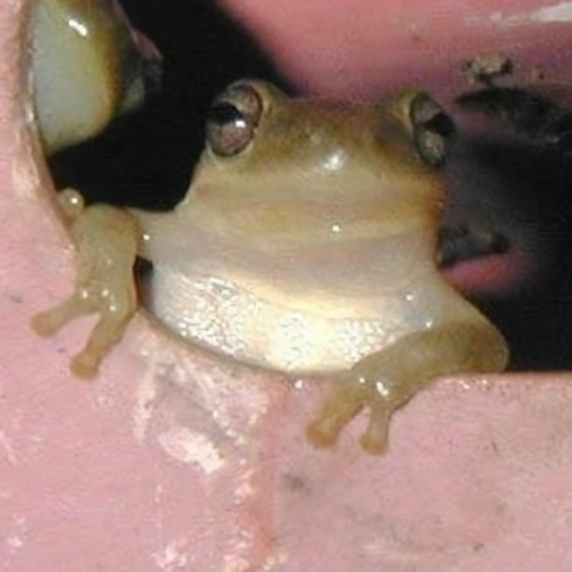 «Не думал, что меня будут осуждать лягушки не выходя из...