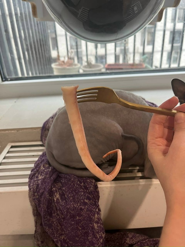 你好，我親愛的朋友，大眼睛！ 看著並享受我們的菜餚，我們的省份！ 獅??...